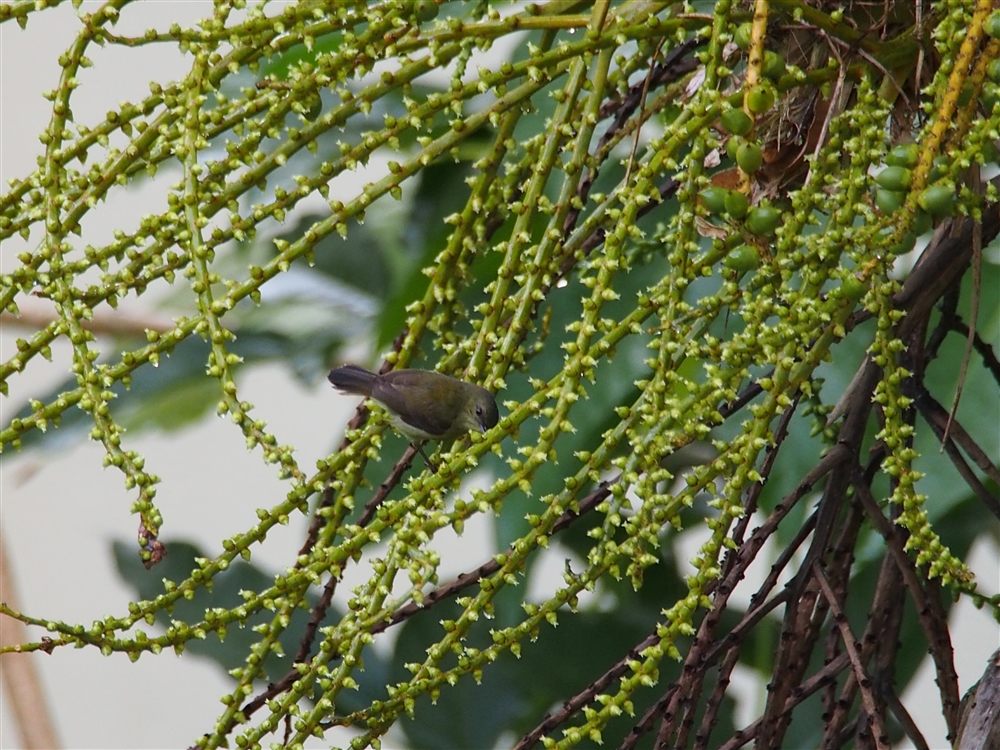 Temminck's Sunbird