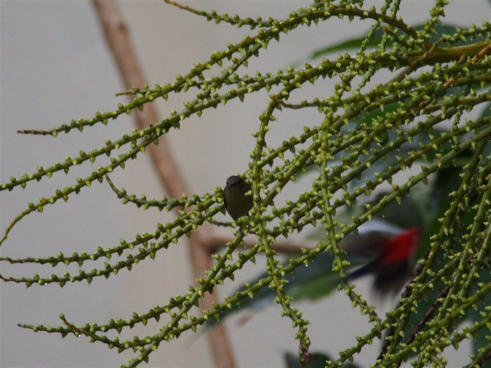 Temminck's Sunbird