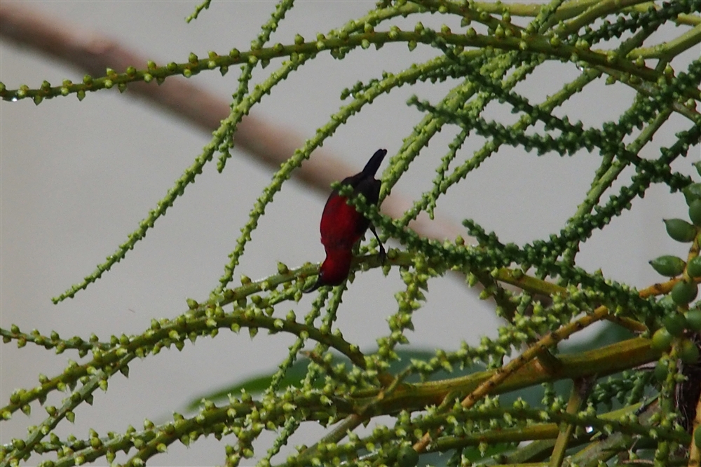 Temminck's Sunbird