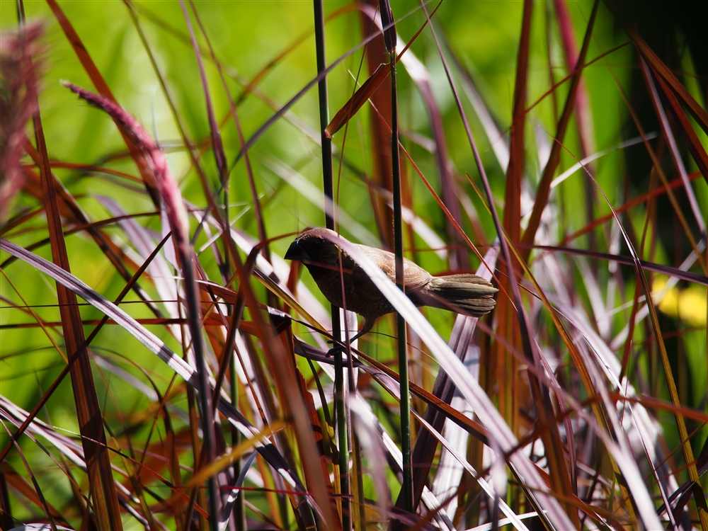 Scaly-breasted Munia