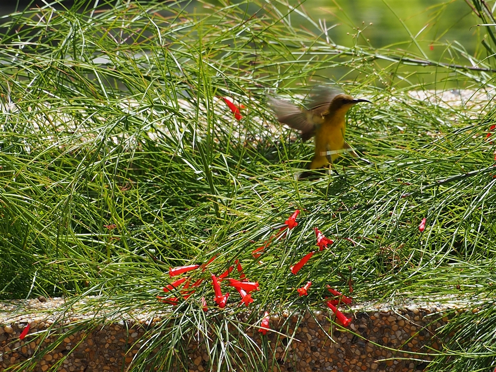 Olive-backed Sunbird