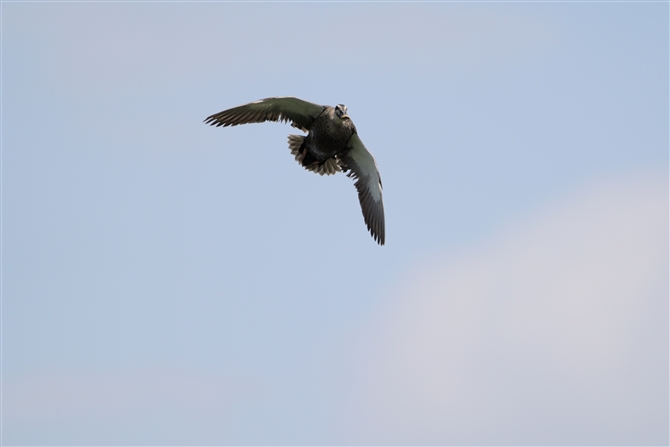 JK,Eastern Spot-billed Duck