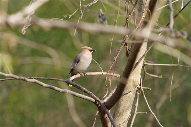 LWN,Bohemian Waxwing