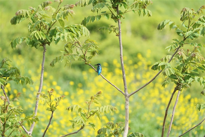JZ~,Common Kingfisher