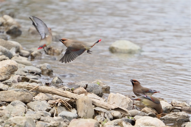 qWN,Japanese Waxwing