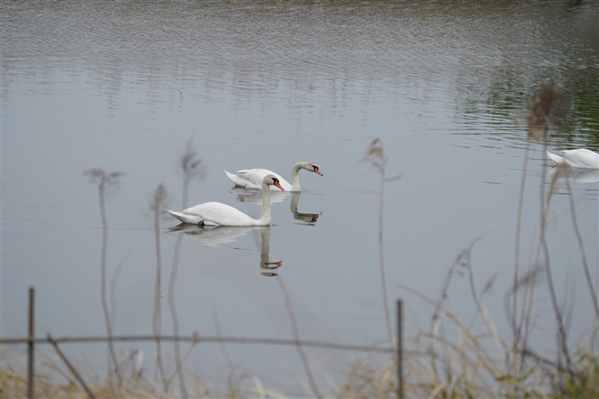 RunN`E,Mute Swan