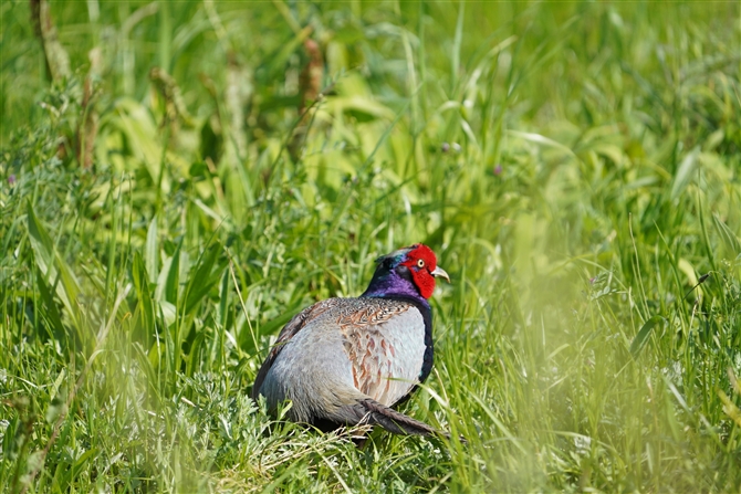 LW,Common Pheasant