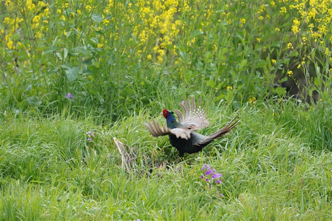 LW,Common Pheasant