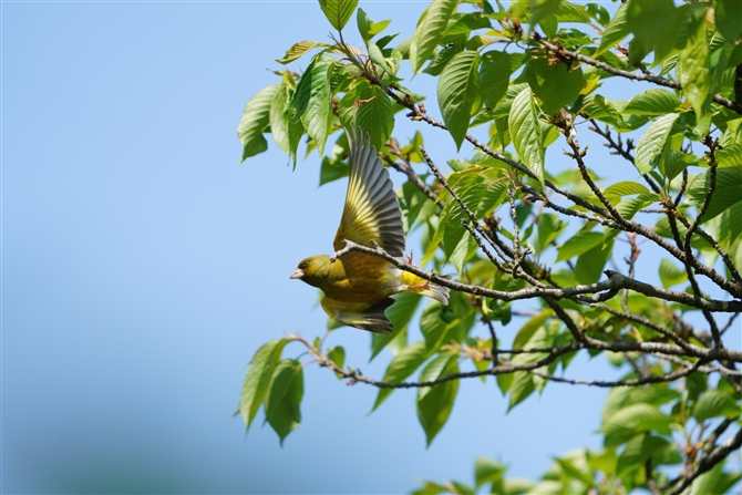 Jq,Oriental Greenfinch