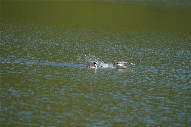 JJCcu,Great Crested Grebe