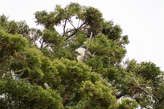 SCTM,Black-crowned Night-Heron