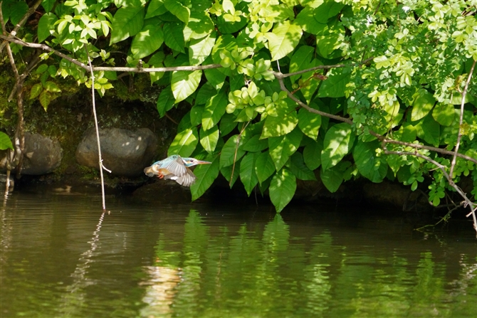 JZ~,Common Kingfisher