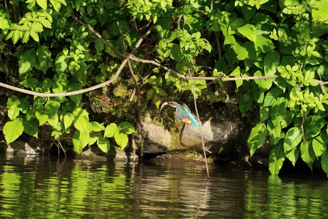 JZ~,Common Kingfisher