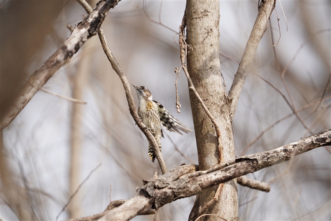 RQ,Japanese Pigmy Woodpecker