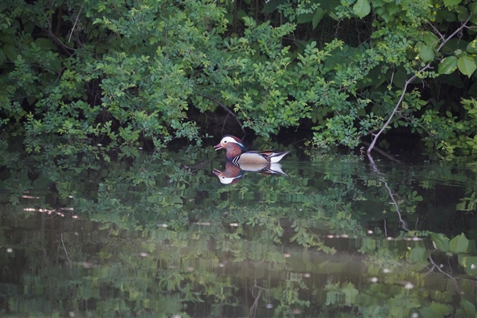 IVh,Mandarin Duck