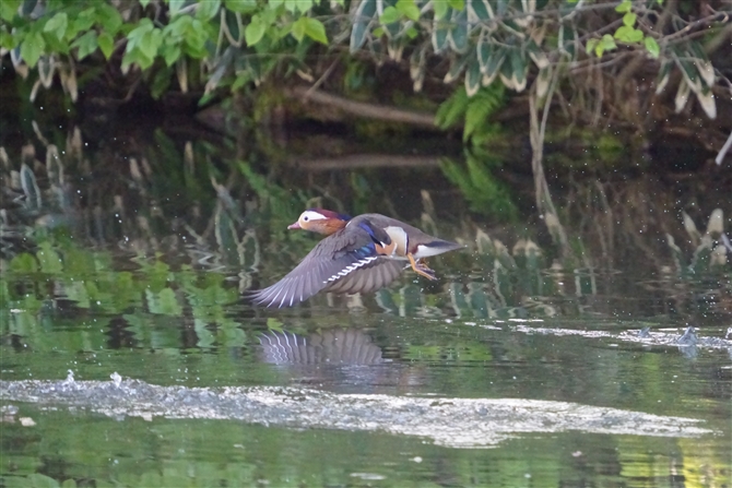 IVh,Mandarin Duck