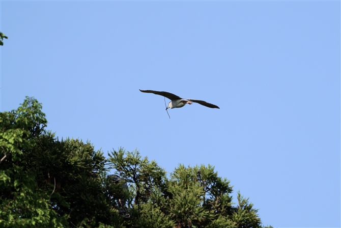 SCTM,Black-crowned Night-Heron