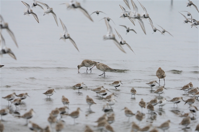 II\nVVM,Bar-tailed Godwit