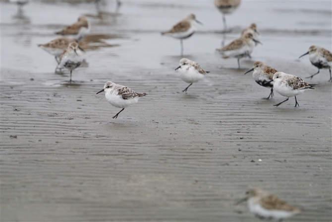 ~rVM,Sanderling