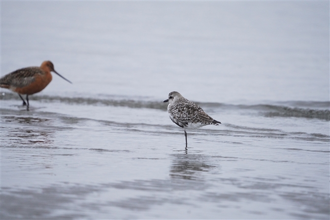 _C[,Grey Plover