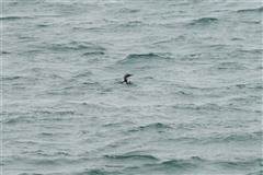 オオハム,Black-throated Loon