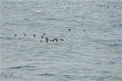 ウトウ,Rhinoceros Auklet