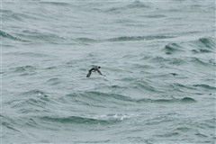 ウミスズメ,Ancient Murrelet
