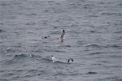 ウミネコ,Black-tailed Gull
