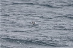 ミツユビカモメ,Black-legged Kittiwake