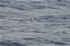 ミツユビカモメ,Black-legged Kittiwake