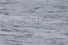 アカエリヒレアシシギ,Red-necked Phalarope