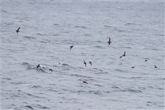 ハシボソミズナギドリ,Short-tailed Shearwater