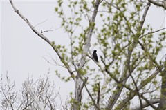 クマゲラ,Black Woodpecker