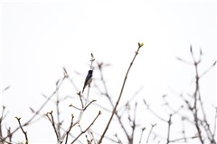 オオルリ,Blue-and-white Flycatcher