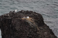 セグロカモメ,Herring Gull