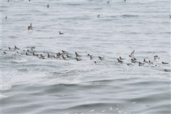 アカエリヒレアシシギ,Wilson's Phalarope
