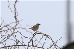 ノゴマ,Siberian Rubythroat