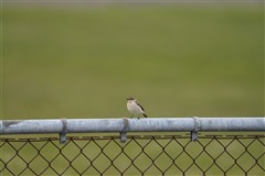 ノビタキ,Common Stonechat