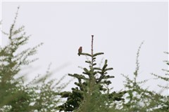 イスカ,Red Crossbill