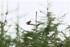 イスカ,Red Crossbill