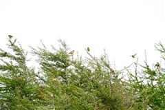 マヒワ,Eurasian Siskin