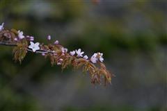 サクラ