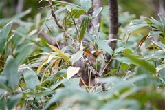 ,Japanese Robin