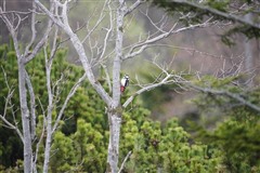 アカゲラ,Great Spotted Woodpecker