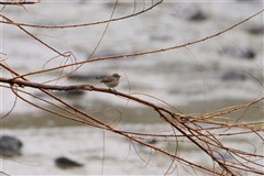 オジロビタキ,Taiga Flycatcher
