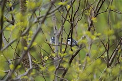 ヒガラ,Coal Tit
