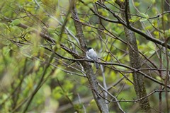 コガラ,Willow Tit