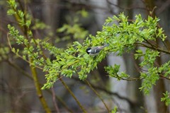 シジュウカラ,Japanese Tit