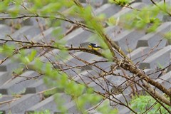 マミジロキビタキ,Yellow-rumped Flycatcher