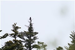 クマゲラ